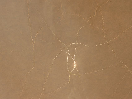 25.tag4 - 1319584.1